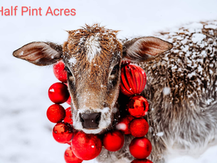 Business Spotlight: Half Pint Acres
