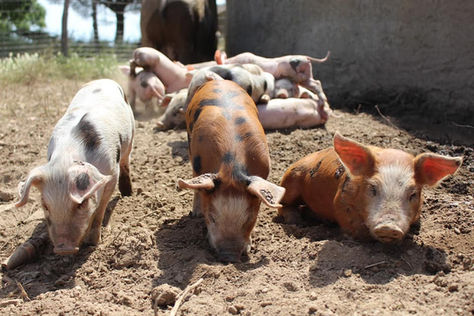 🐽 Les stars... 👑