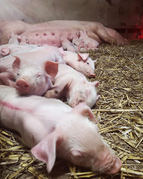 🐽💥 Des porcelets à gogo ! 😮