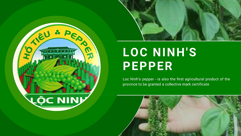 Loc Ninh pepper - is also the first agricultural product of the province to be granted a collective mark certificate.