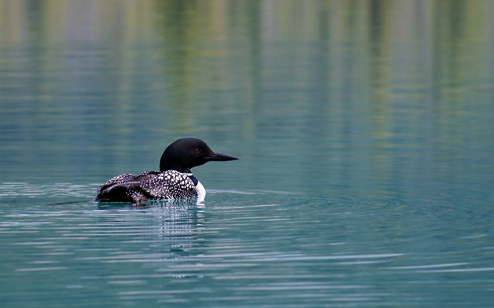 loon.2..jpeg