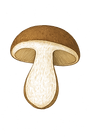 Porcini botanical half illustration_edited.png