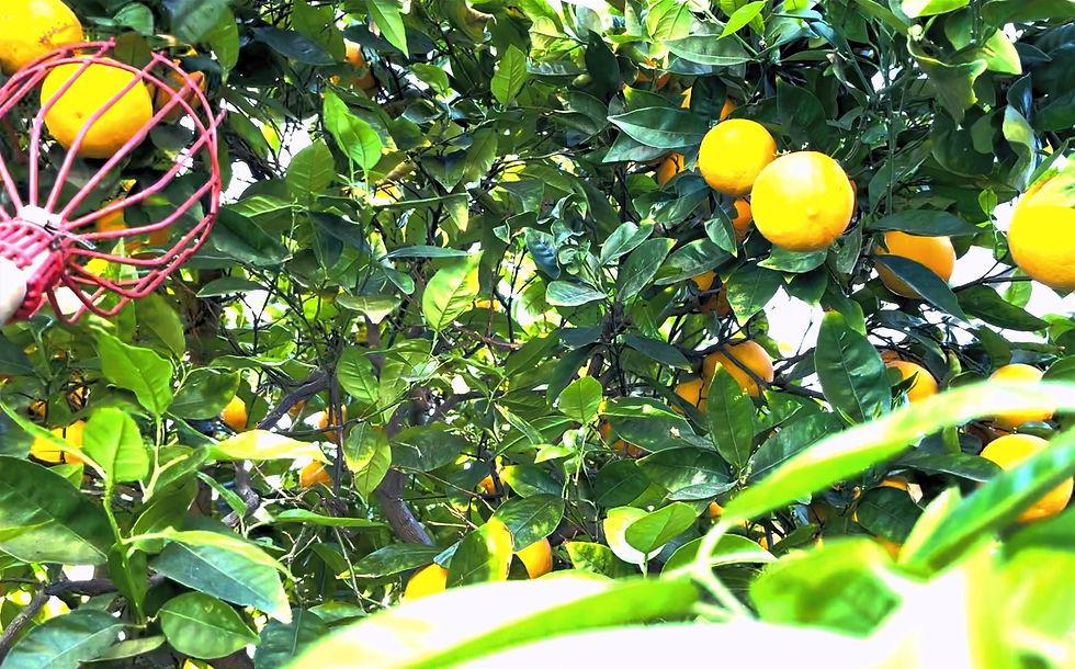 Photo By: Melanie Lutz