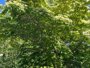 STORYTELLING FOR A BIOPHILIC RENAISSANCE: CULTIVATING MEDIA, ECOLOGY THROUGH LOVING ACTIONS