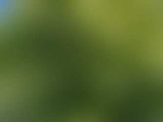 STORYTELLING FOR A BIOPHILIC RENAISSANCE: CULTIVATING MEDIA, ECOLOGY THROUGH LOVING ACTIONS