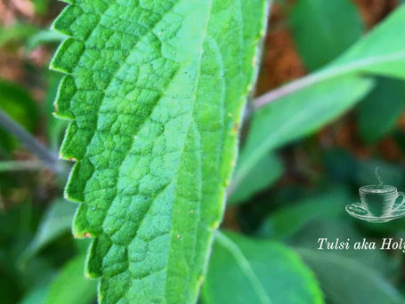 Community Apothecary Tea At The Birdhouse