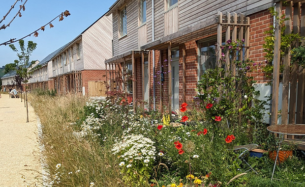 Bridport-Summer-colour-at-Hazelmead-230625.jpg