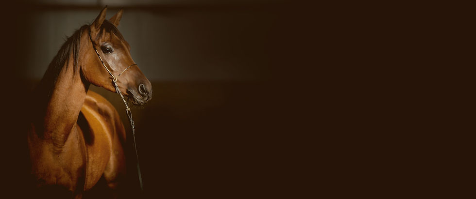 fondo3.jpg