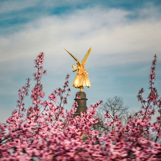 Friedensengel Kirschblüte