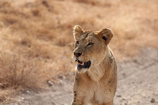 Lioness In The Wild