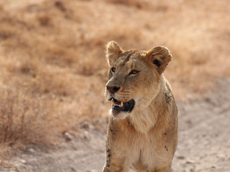 Three New Natural History Shows Coming To The BBC! 🌳🐾