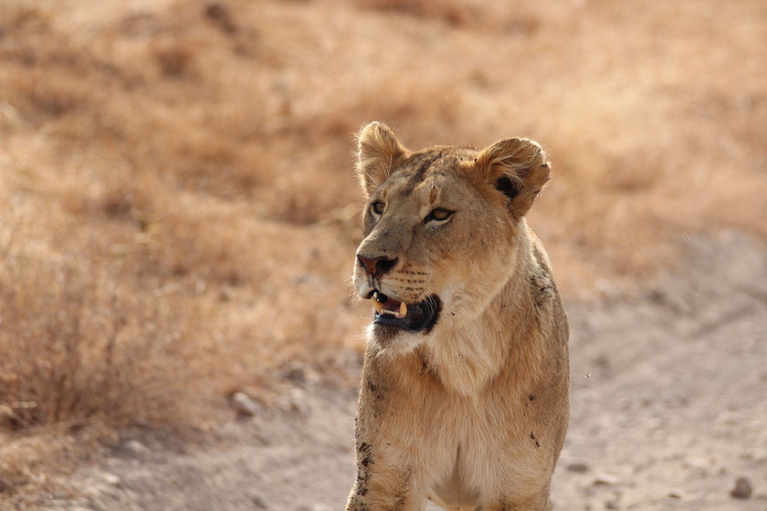 Lioness 