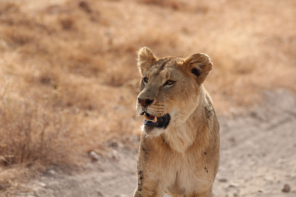 Lioness