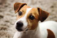 Cute Jack Russell_edited.jpg