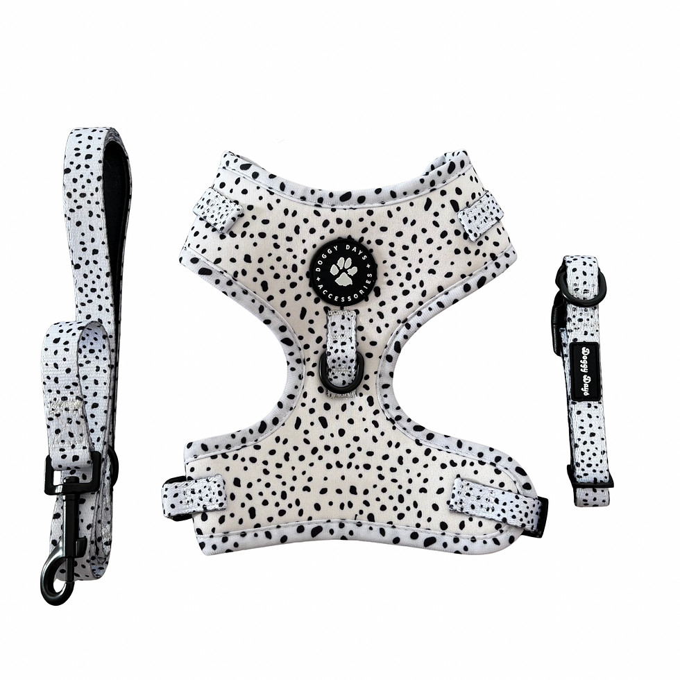 Dalamation Harness, Lead, Collar