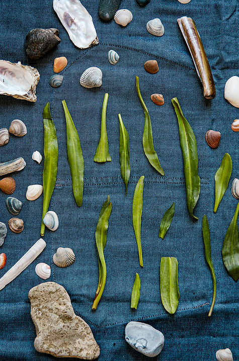 Seaweeds of the Belgian coast
