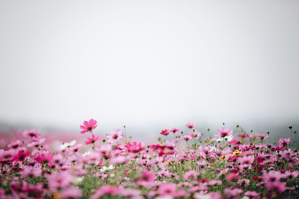Pink-Flowers-for-Hummingbirds.jpg
