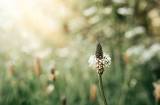 shallow-depth-of-field-of-wild-flower-fields-with-2026-01-08-05-54-10-utc.jpg