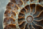 Fibonacci Sequence Fractal in a sea shell