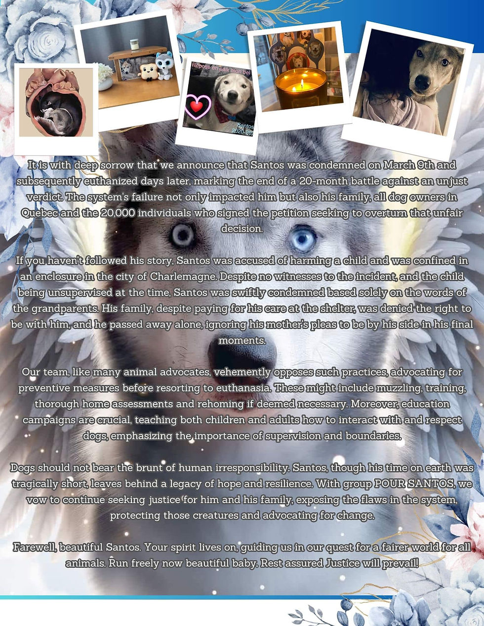 APRIL PAWS-LETTER - One year since our first issue!!!