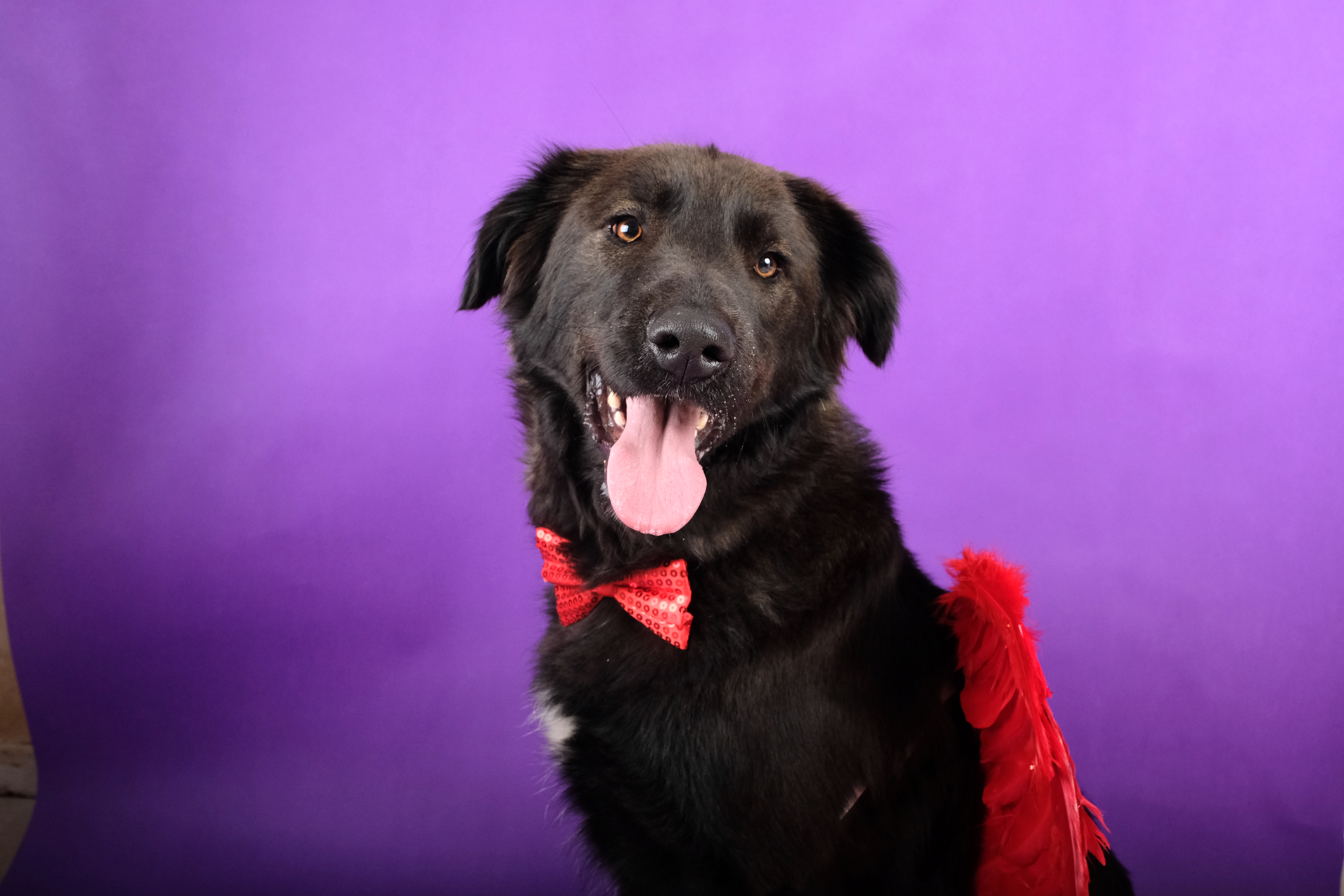 Valentine's Photoshoot — Shadow is up for adoption