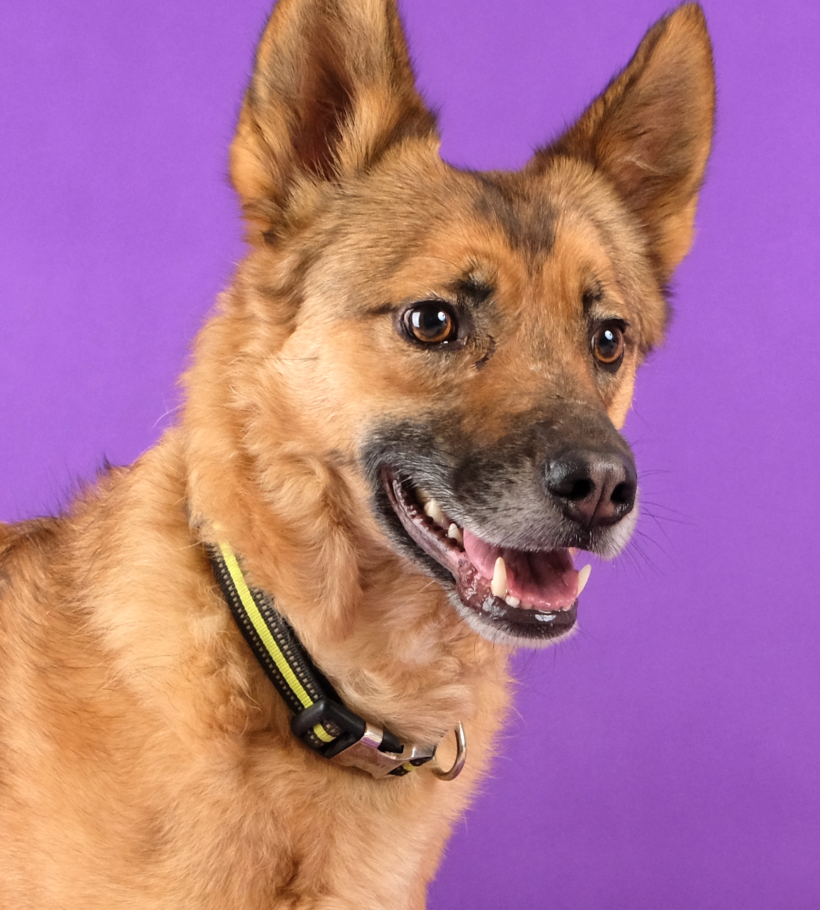 Elton is up for Adoption