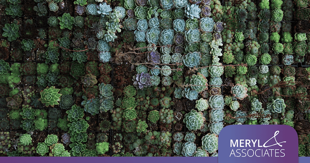 Mur végétal de plantes succulentes
