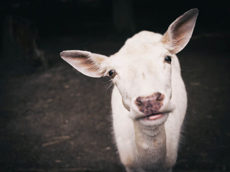 The Lord's Scapegoat