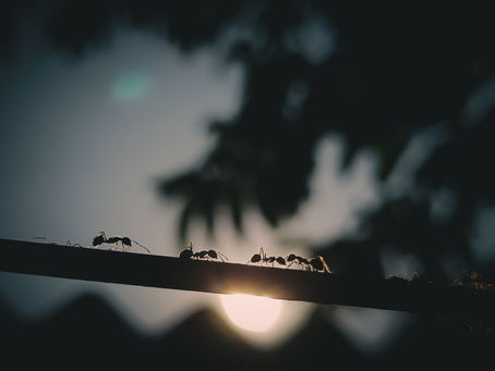 Learning From the Ant