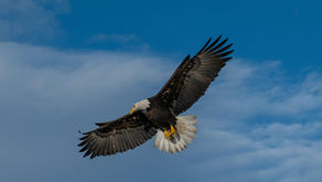 Eagle Eye