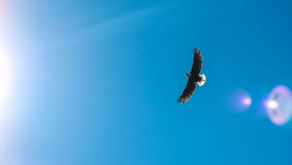 Soaring the Heights