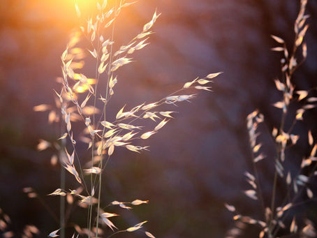 Bearing Precious Seed