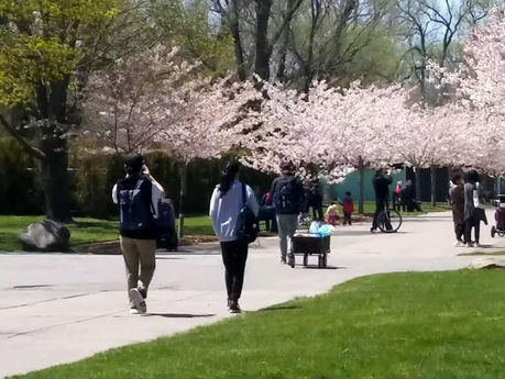 春日晴朗学生们到多伦多湖心岛一日游
