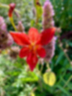 Native Plant Donations