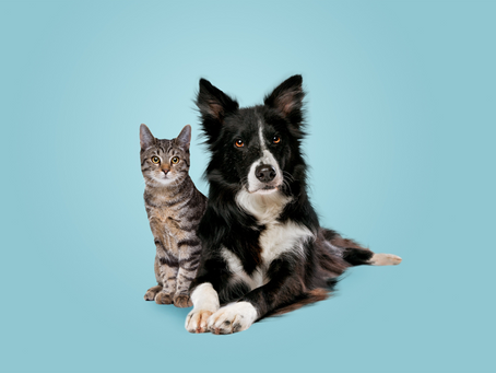 Principales motivos de abandono de perros y gatos en México.