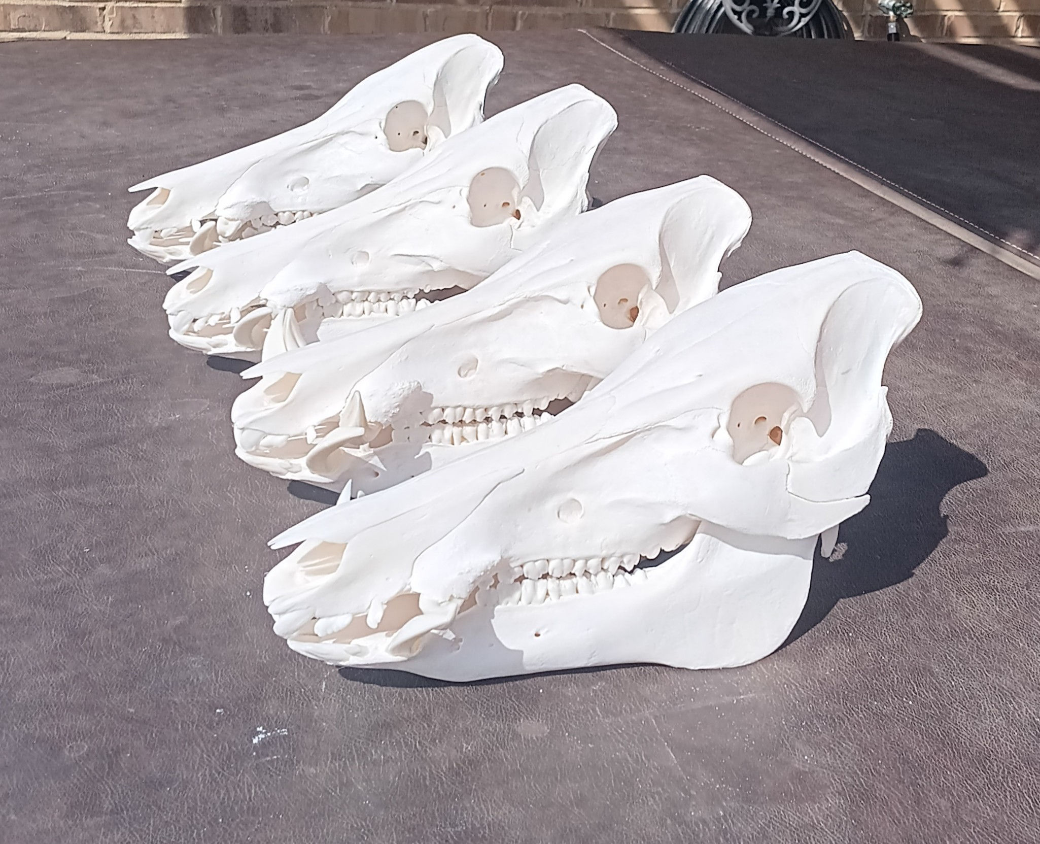 Pig Skull, Mule Deer, Axis deer
