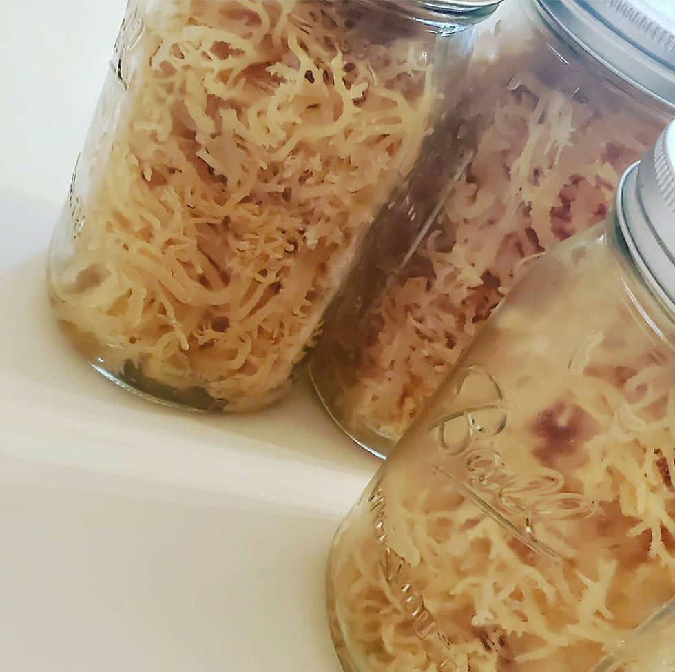 Sea Moss Guide Get The Best Sea Moss In 2021