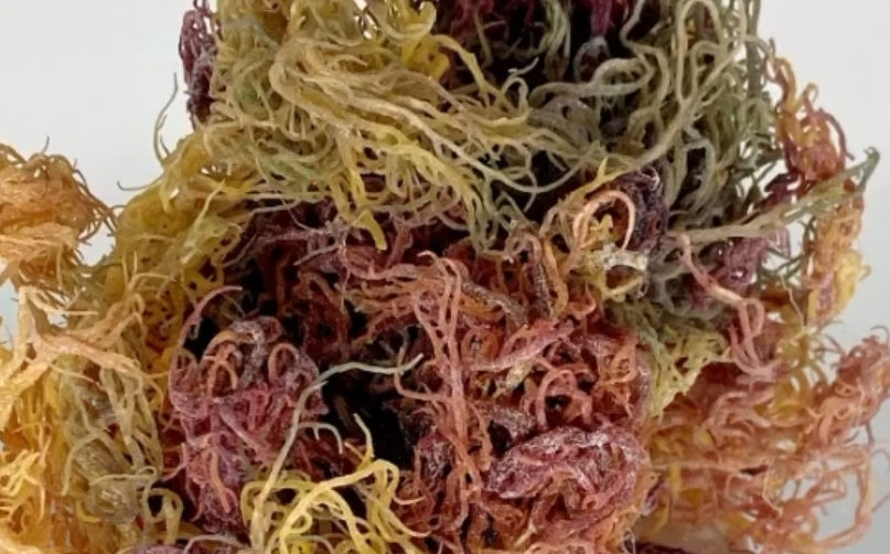 Multicolored Sea Moss