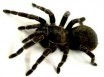 aranha-caranguejeira.jpg