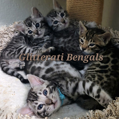 Silver and Brown available Bengal kittens