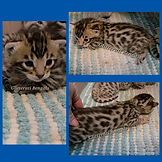 Donatello 2week Brown Bengal kitten.jpg