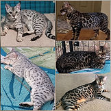 Hissy and Selena Bengal breeding.jpg
