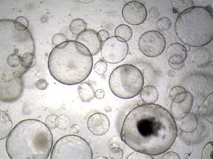 liveri organoids.tif