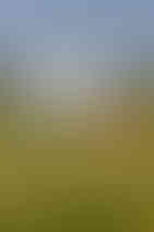 A summer scene where a woman sits in a yellow meadow field with her grey horse nuzzling her. As part of her equine photoshoot