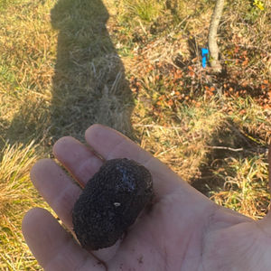 The Truffle Orchard
