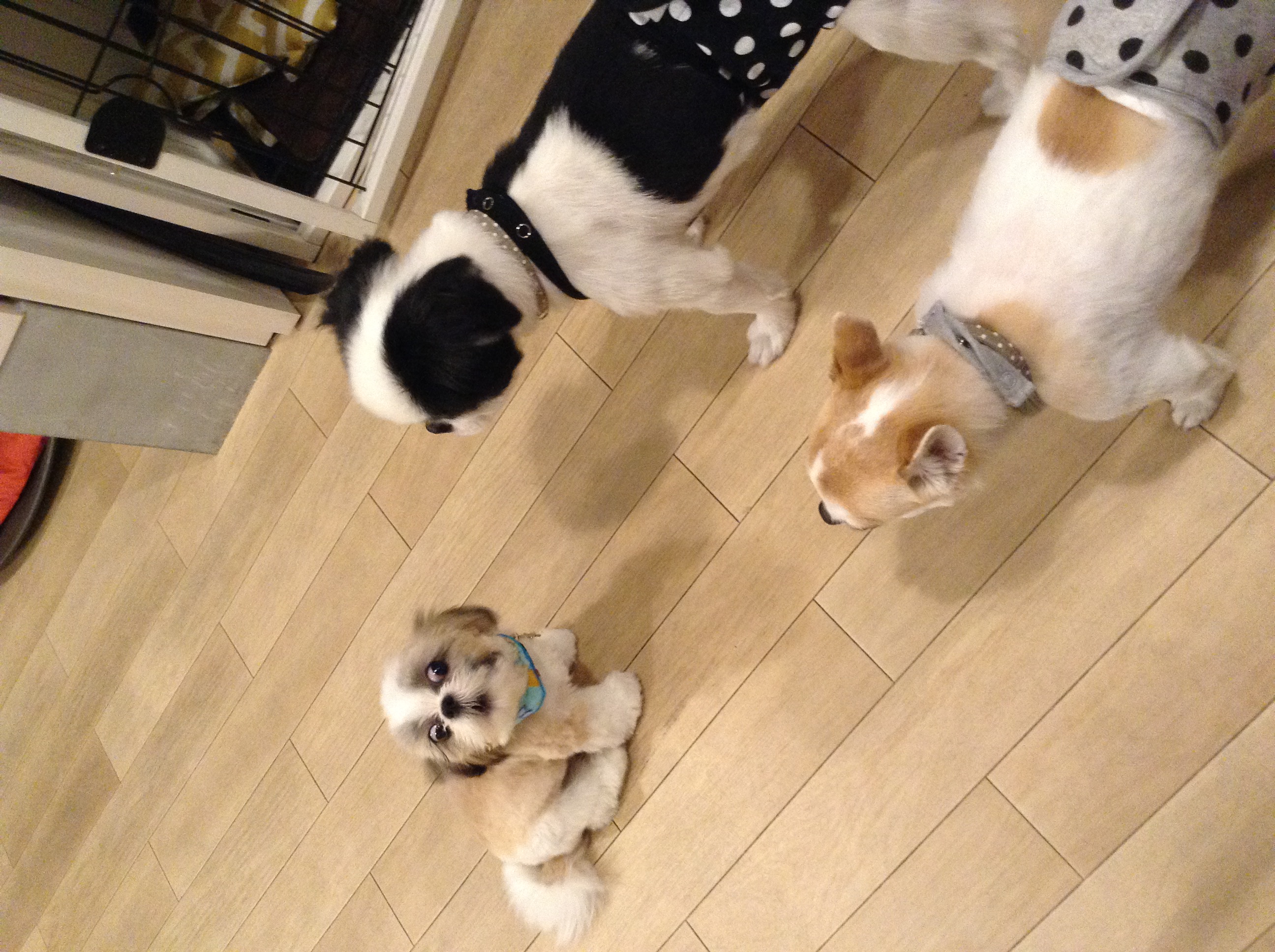 仔犬のデビューにも