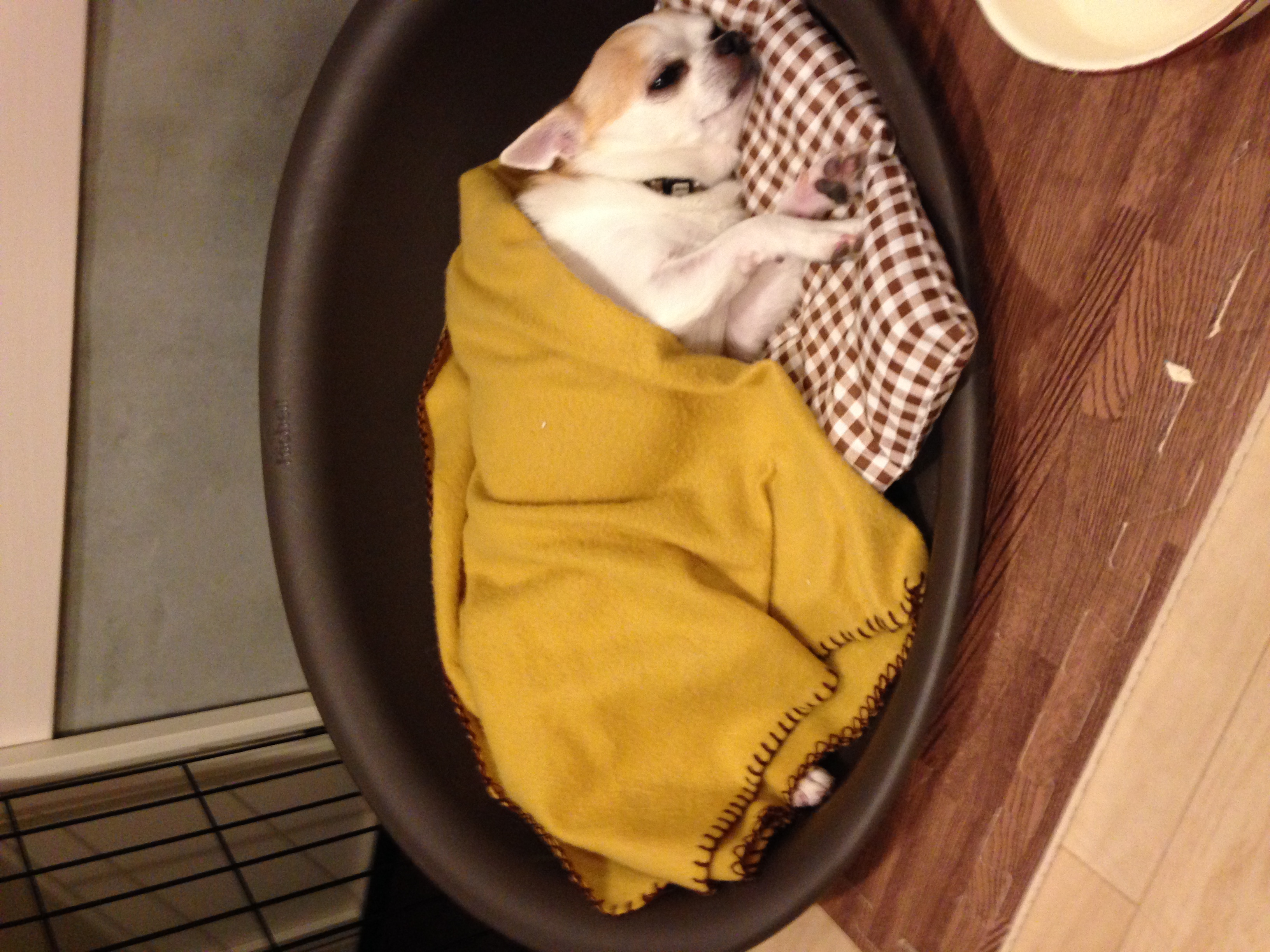 看板犬のチワワのココ店長です。