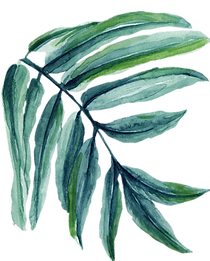 hoja           