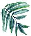 Leaf