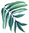 hoja
